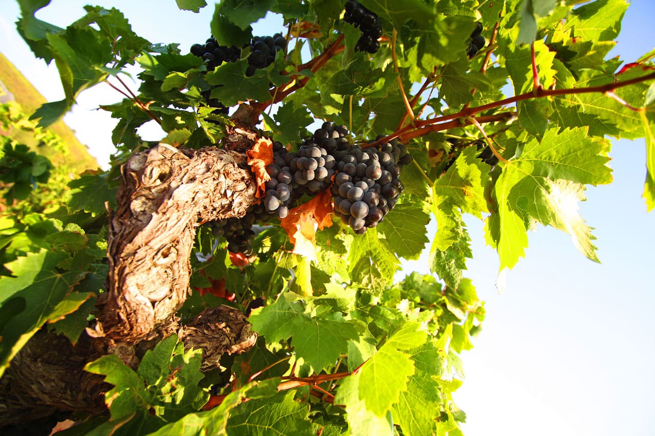Grappe de raisins sur pied de vigne