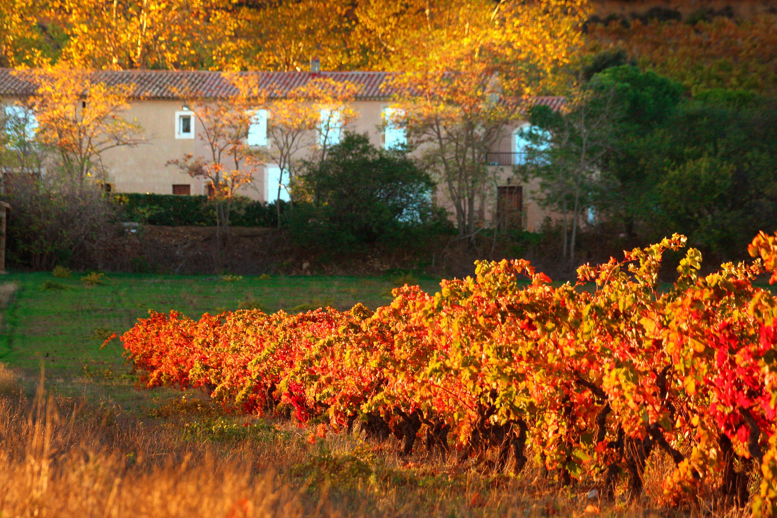 Domaine et vignes d'automne